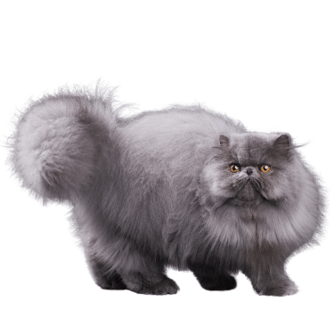 Image of a gray persian cat