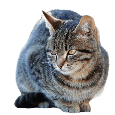 Image of gray Siberian cat