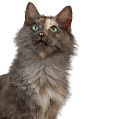 Image of gray turkish Angora cat