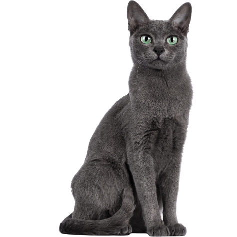 Image of gray korat cat