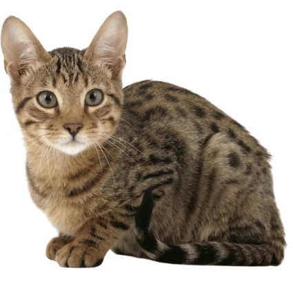 Image of the Serengeti Cat Breed