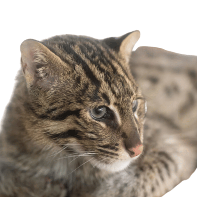 Image of the fishing cat hybrid cat breed v2