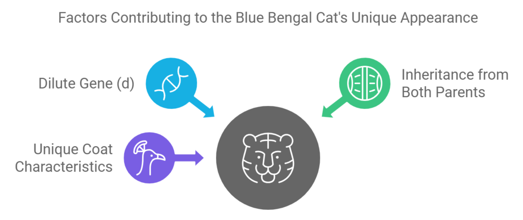 Image showing factors contributing to the Blue Bengal Cat Appearance