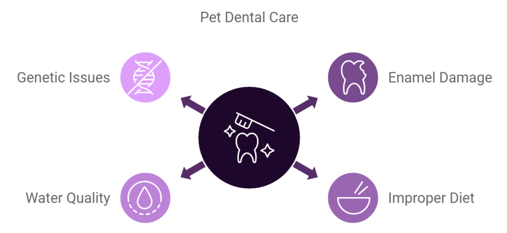 Image showing reasons behind dental diseases in cats updated