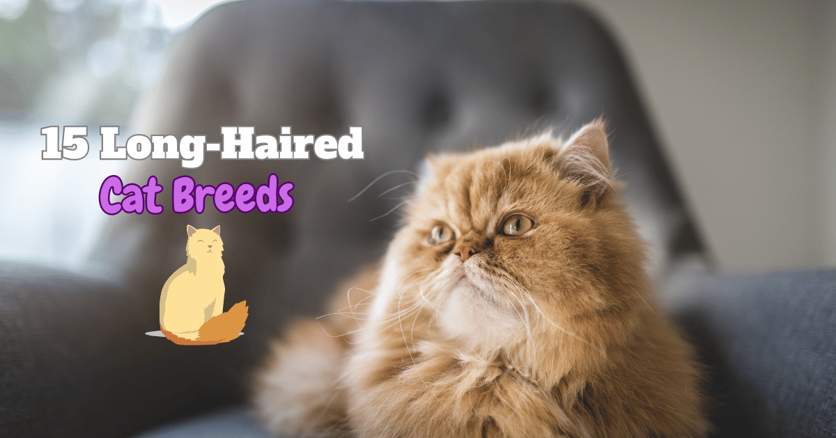 Long-haired cat breeds featured image