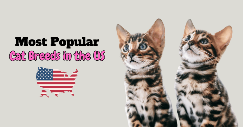 Most popular cat breeds in the US Featured image