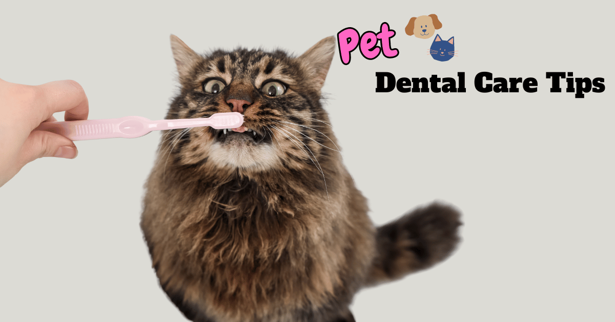 Pet Dental Care Tips Featured Image