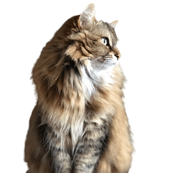 Ragamuffin cat breed Image as one of the calmest cat breeds