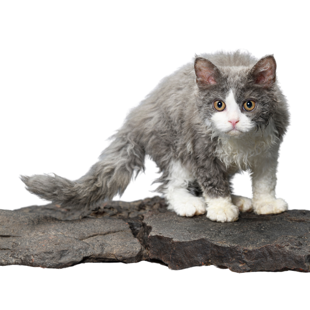 Selkirk Rex cat breed Image as one of the long-haired cat breeds