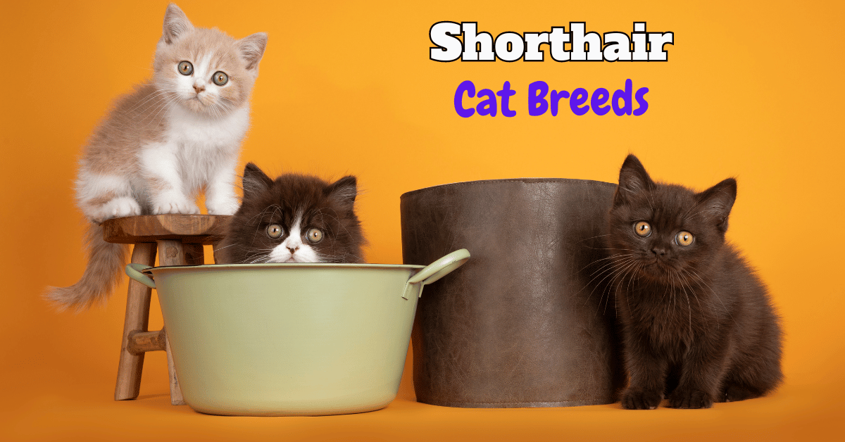 Shorthair cat breeds featured Image