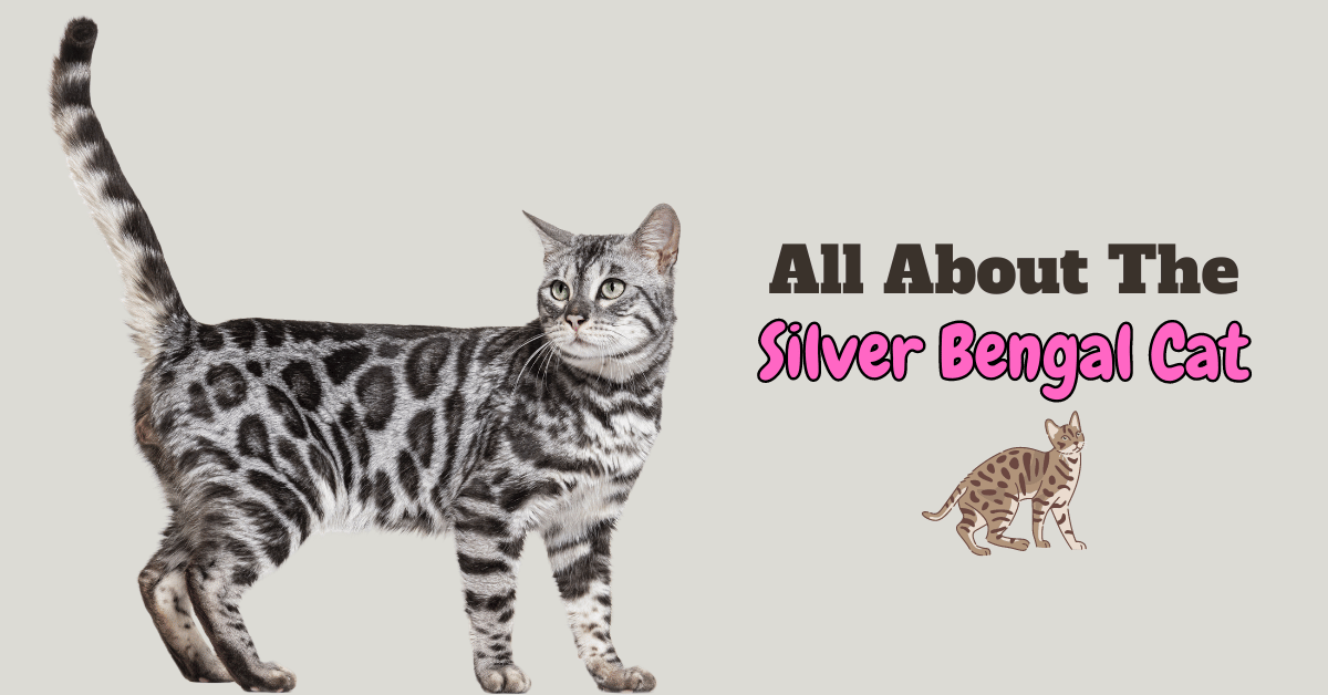 A Guide to Silver Bengal Cats: Variations, Costs, and Care Tips