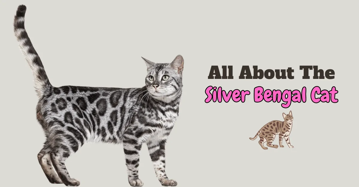 Silver Bengal Cat Breed Featured Image