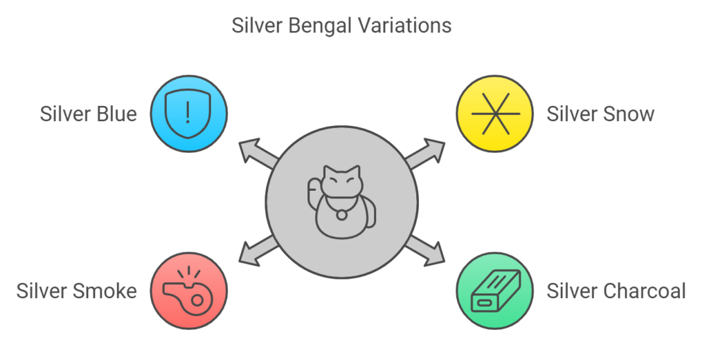 Silver Bengal Cat Variations Infographic