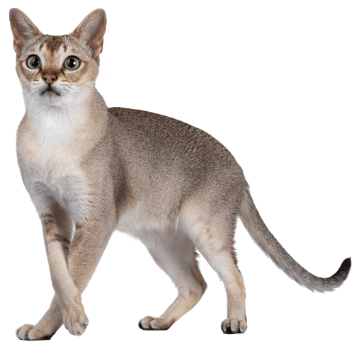 Singapura Cat Breed as one of the shorthair cat breeds