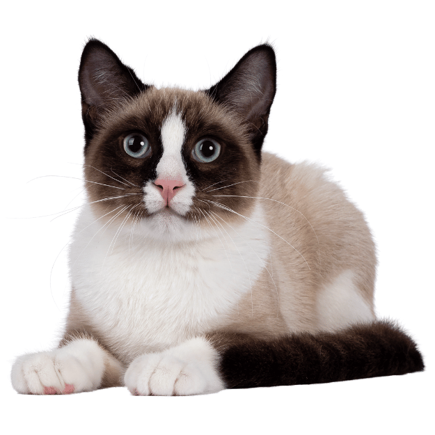 Image-of-an-Snowshoe cat as one of the Senior Friendly Cat Breeds 