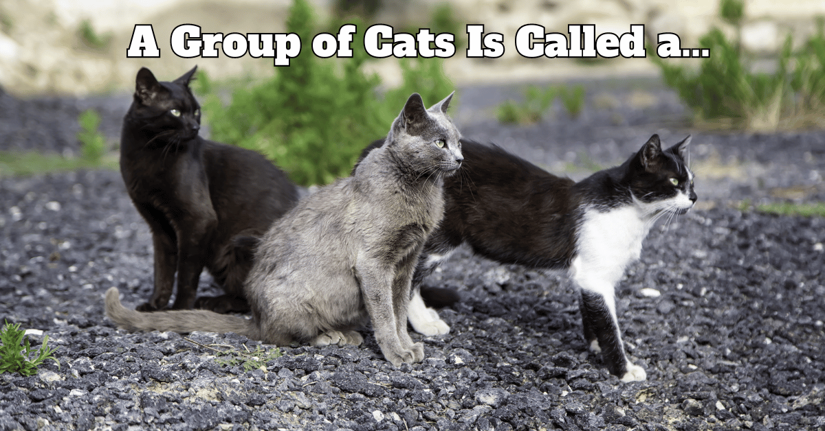 What is a group of cats called featured Image