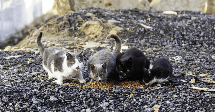 an image showing a clowder of cats eating v2