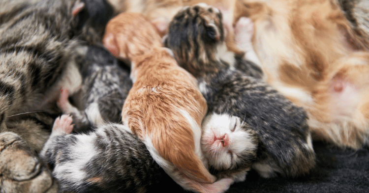 an image showing litter of kittens