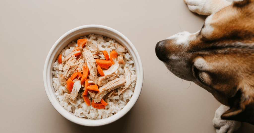 Chicken and Rice Recipe for Dogs featured image