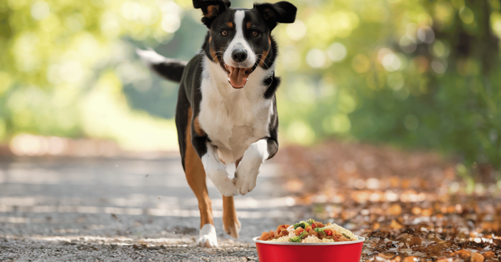 Turkey and Quinoa Power Meal for Dogs featured image