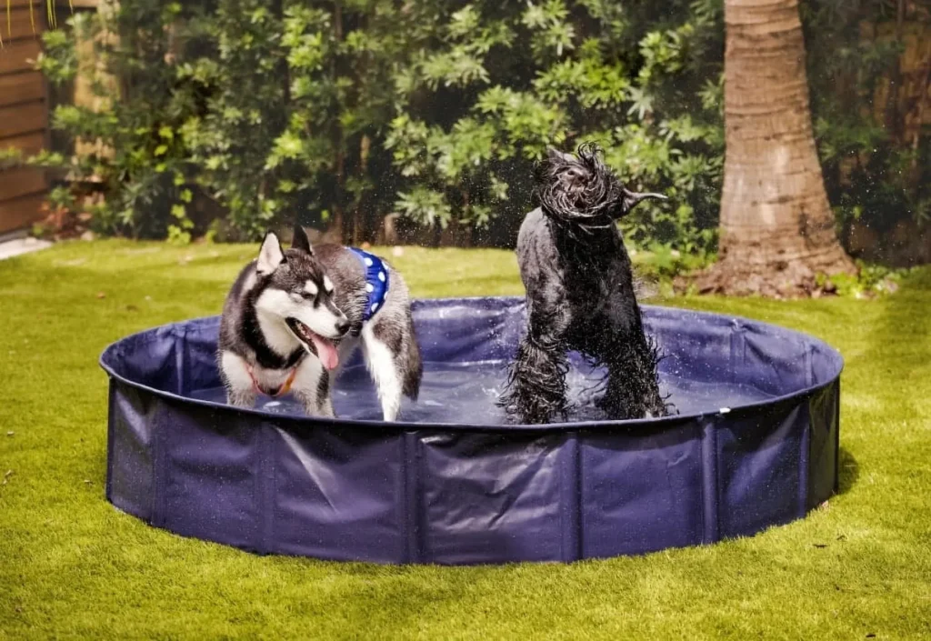 Large navy blue dog pool for summer backyard playtime