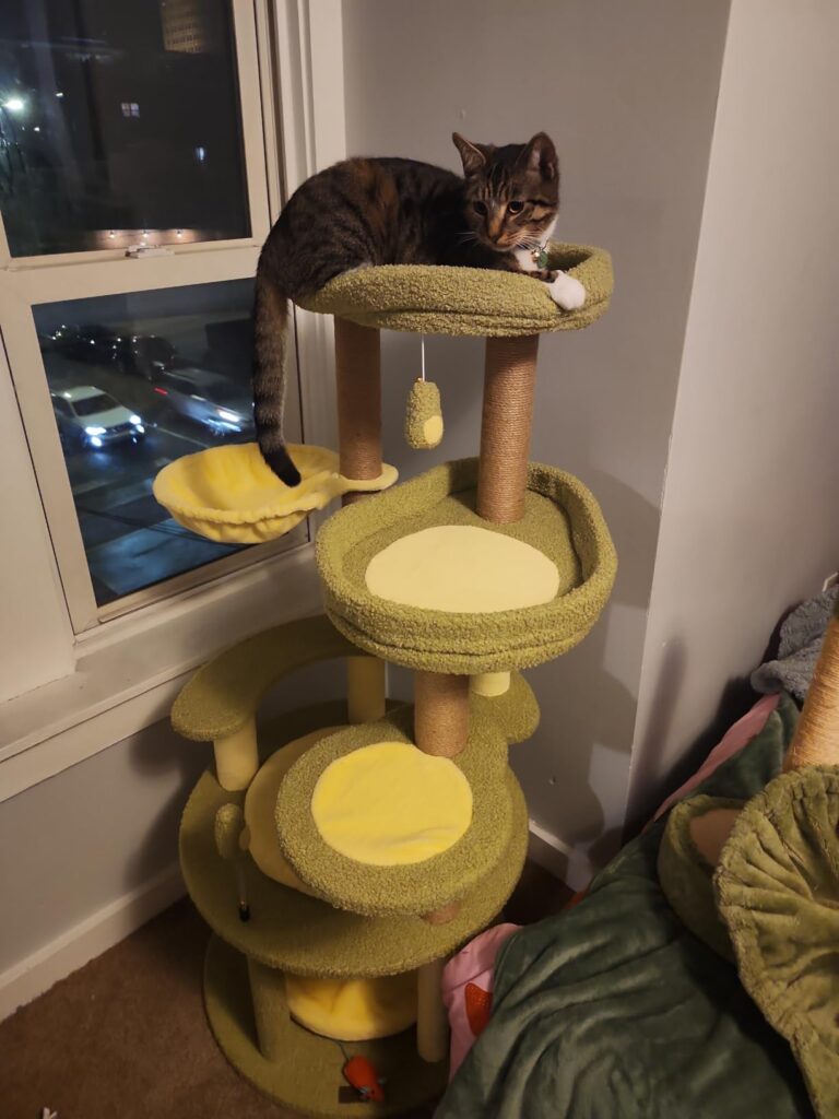 Avocado Cat Tree review image 1