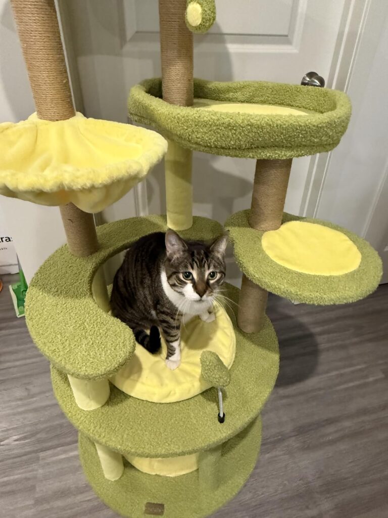 Avocado Cat Tree review image 2