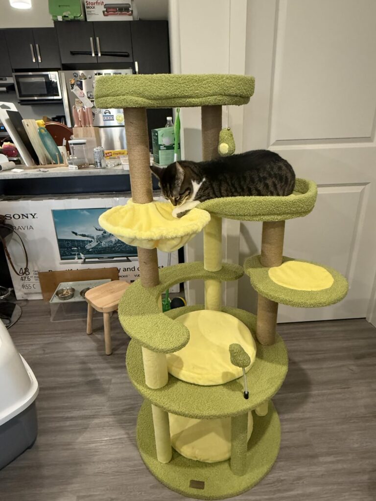 Avocado Cat Tree review image 3