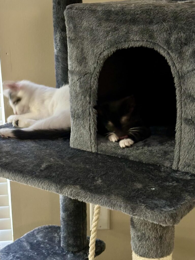Multi-Level Cat Tree with Hammock & Condo review 2