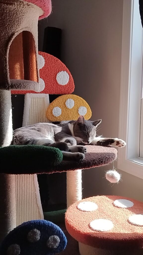 Mushroom Cat Tree with Condos review 2