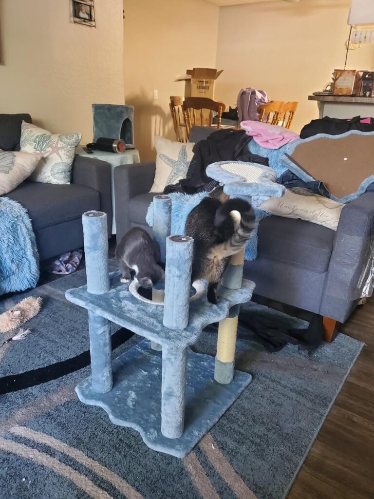 aquatic cat tree review image 1