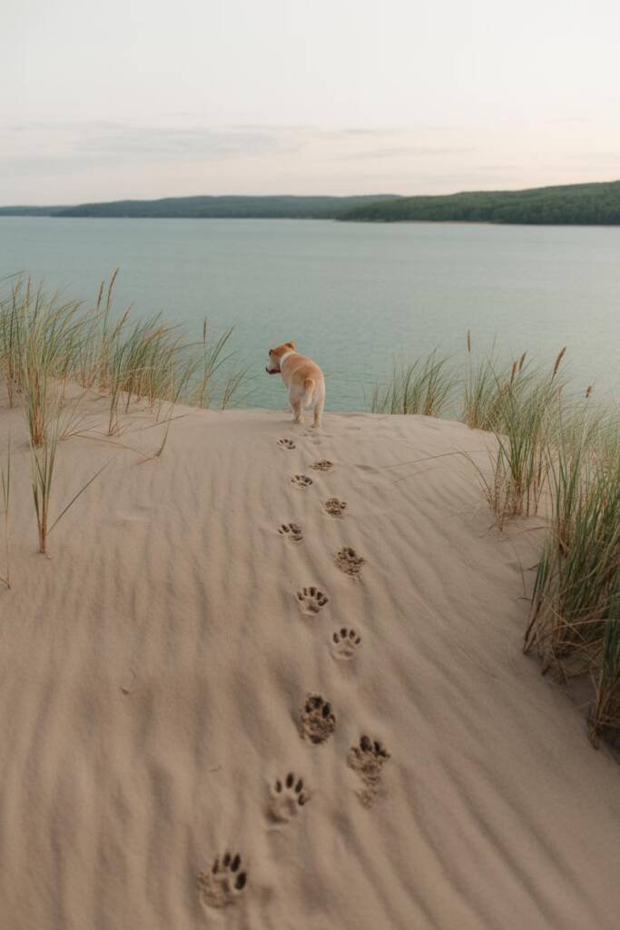 Playful dog cresting sandy ridge at Sleeping Bear Dunes; Lake Michigan’s teal water stretching beyond; owner’s footprints and
