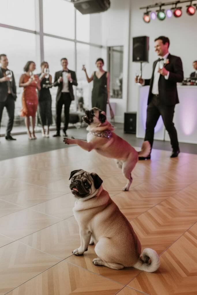 A border collie mid-spin on a wooden dance floor with a handler, the dog wearing a sparkly collar, colorful disco lights illu