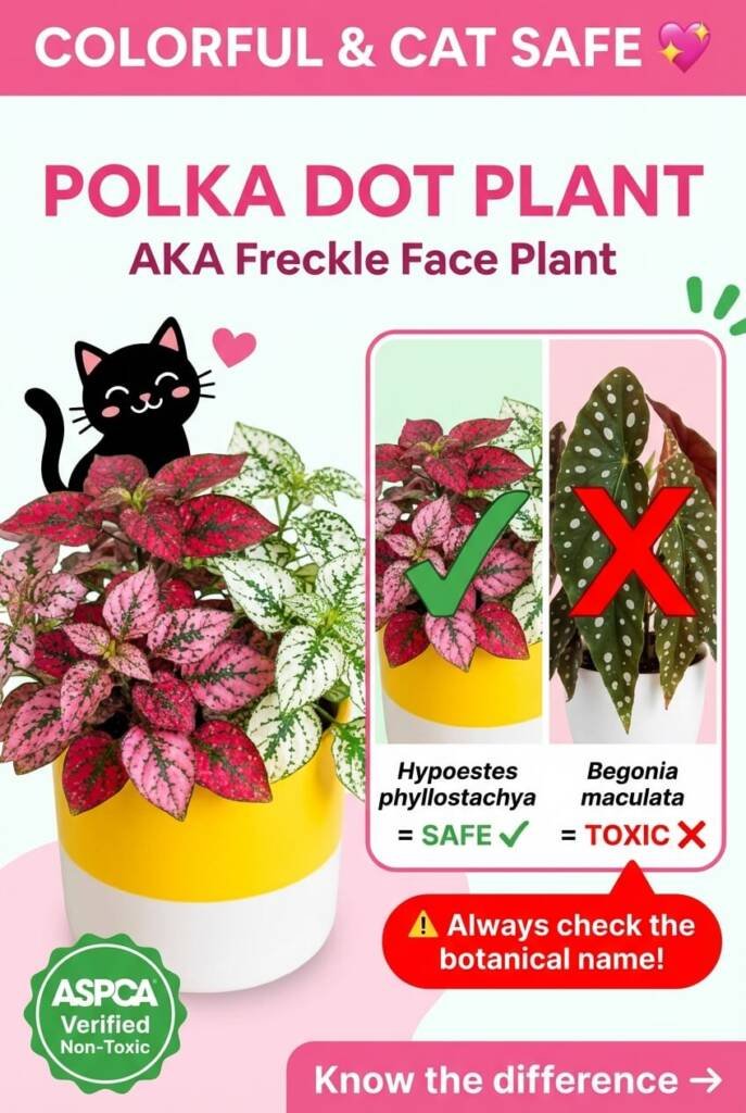 Pink polka dot plant Hypoestes phyllostachya in pot with comparison to toxic Polka Dot Begonia - cat safe colorful low light houseplant, ASPCA verified non-toxic